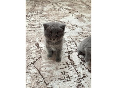 British shorthair yavrular