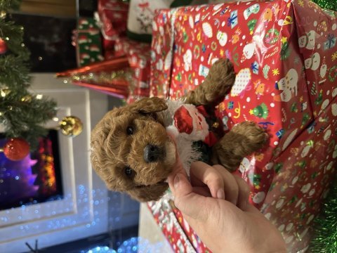 Özel çift renkli limited toy poodle