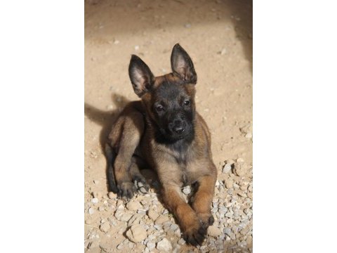 Safkan ırk garantili malinois yavrular