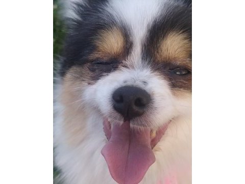 Çok tatlı köpeğimize acil yuva lütfen mesaj atın