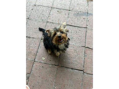 Yorkshire terrier yavrularımız