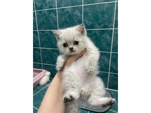 1,5 aylık erkek yavru kediler