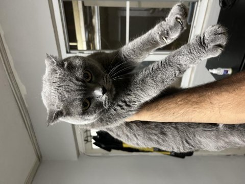 Scottish fold kedimiz