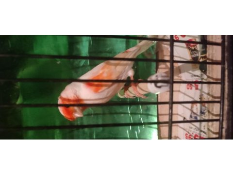 Almozaik kanaryalar üst düzey