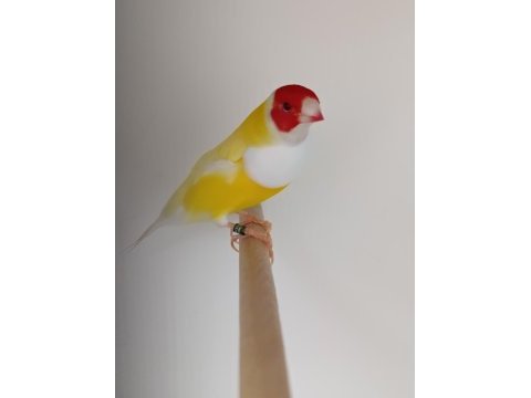 Goldian finch gökkuşağı ispinozu