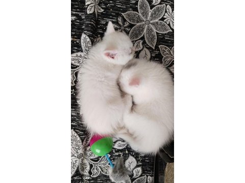 British shorthair özel seri mavi gözlü