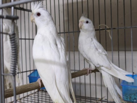 Albino sultan papağanı erkek yavru
