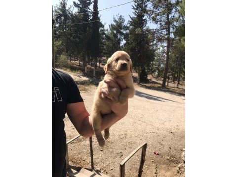 Baby face golden retriever yavruları