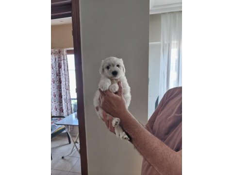Ev doğumu maltipoo yavrularımız