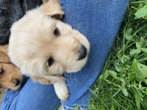 Kür burun bebekler golden retriever