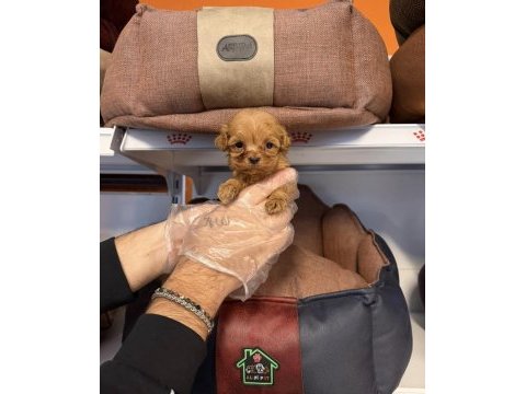 Teacup maltipoo yavrularımız