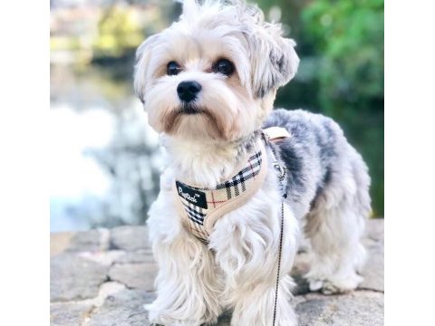 Yorkshire terrier eğitimli