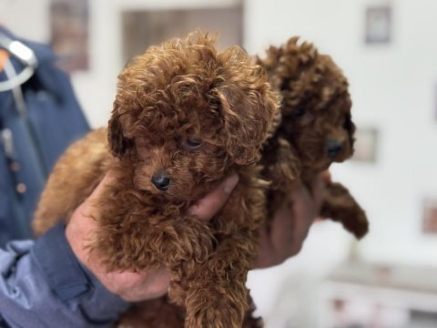 Ankarada boy ve kg ram garantili toy poodle lar