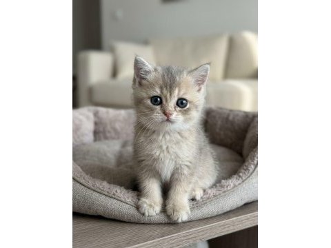 British shorthair golden ny12 ve silver point mükemmel yavru