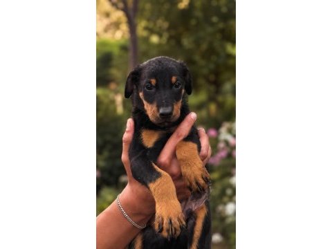 Şampiyonun aşılı doberman yavruları
