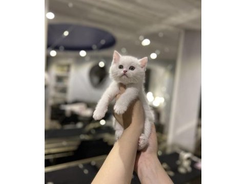 British shorthair beyaz yavrularım 