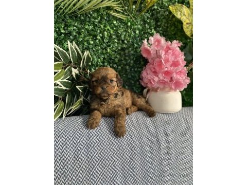 Maltipoo yavrularım sağlık ve ırk garantilidir