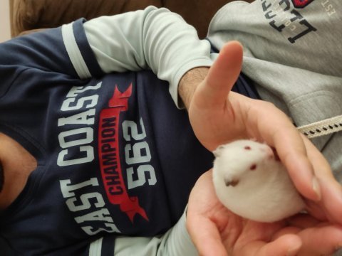 Çok tatlı minik yavrucuk hamsterler suriye ve gonzales