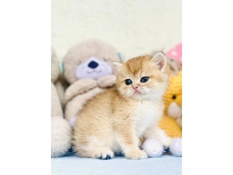 Secereli dişi golden british shorthair yavrular