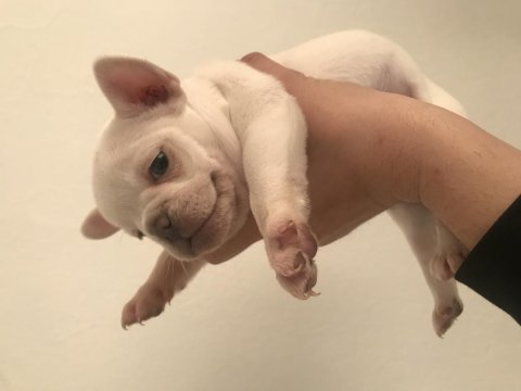Podell_ankara sizin için seçtiği özel yavru köpekleri