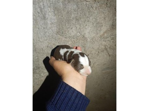 Her renk border collie yavruları mevcut