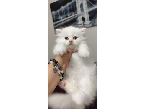 Safkan ırk sağlık garantili british longhair