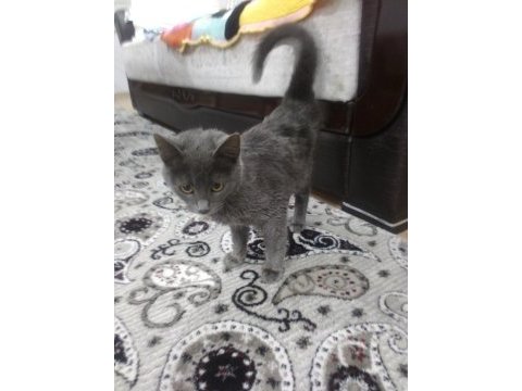 3 aylık dişi tatlı yavru kedimiz