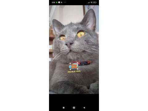 British shorthair kedimize acil yuva