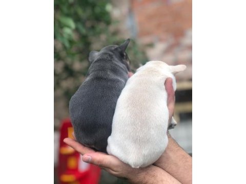 French bulldog bayram şekerlerimiz ömürlük yuvalarını arıyor