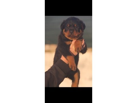 Anne baba türkiye şampiyonu rottweiler