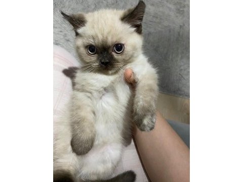 2 aylık şirin kızlar scottish fold