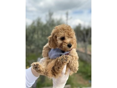 Brown toy poodle dişi