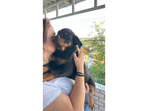 2.5 aylık safkan dişi rottweiler yavrum