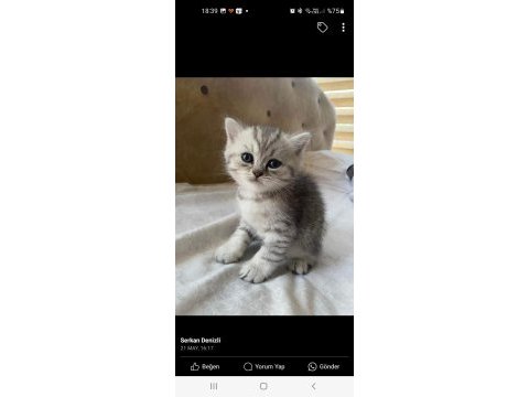 Tatlı mı tatlı british shorthair bebişler