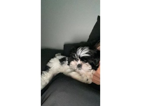 Shih tzu köpeğimi sahiplendirme istiyorum