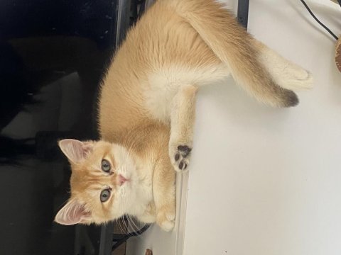 Golden 3 aylık erkek yavrumuz