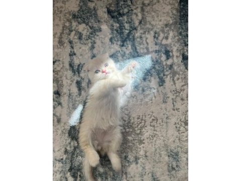 Erkek scottish fold