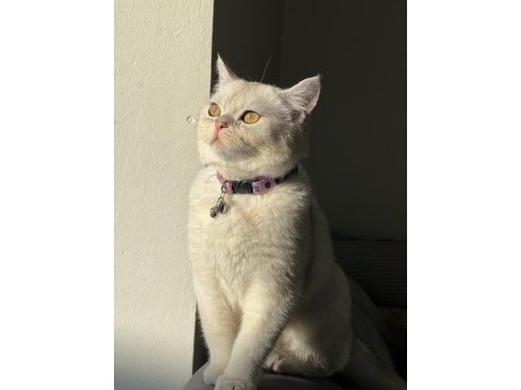 Çok acil satılık erkek 8 aylık british shorthair