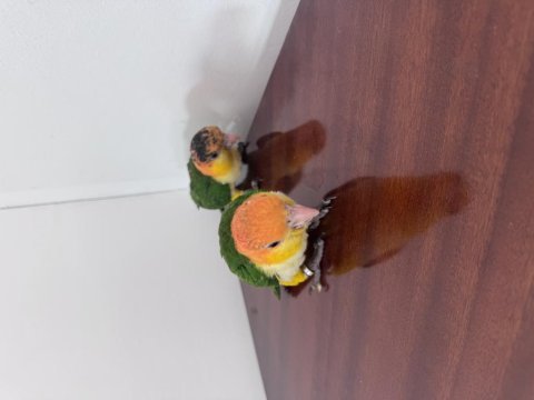 Caique papağanı portakal kafa çok şirinler