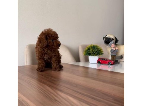 Üst kalite toy poodle yavrularımız