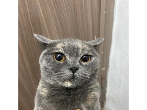 Şirinmi şirin miyaw british shorthair