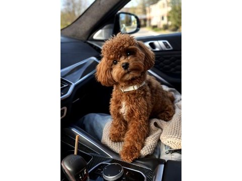 Orjinal toy poodle yavrumuz 