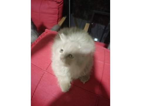 2 aylık dişi sütlü kahve british longhair