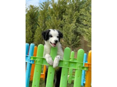 Border collie yavruları aşıları tam