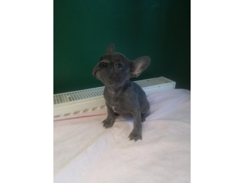 A kalite blue french bulldog yavrularımız