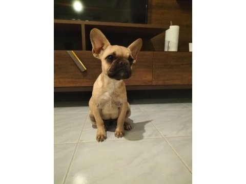 6 aylık dişi coco fawn french bulldog