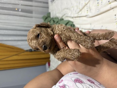 Toy poodle miniklerim