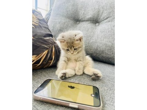 Acil sahiplendirme british shorthair