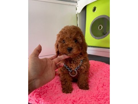 Her bütçeye uygun her renk poodle burada