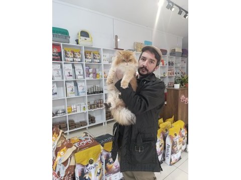 Show kalite orange british longhair ny12
